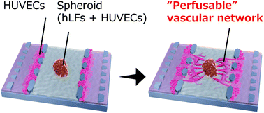 Graphical abstract: Integrating perfusable vascular networks with a three-dimensional tissue in a microfluidic device