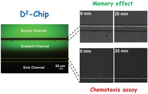Graphical abstract: A dual-docking microfluidic cell migration assay (D2-Chip) for testing neutrophil chemotaxis and the memory effect