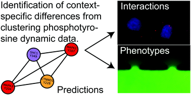 Graphical abstract: Ensemble clustering of phosphoproteomic data identifies differences in protein interactions and cell–cell junction integrity of HER2-overexpressing cells