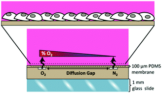 Graphical abstract: A microfluidic oxygen gradient demonstrates differential activation of the hypoxia-regulated transcription factors HIF-1α and HIF-2α