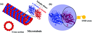 Graphical abstract: Effect of amino acid mutations on intra-dimer tubulin–tubulin binding strength of microtubules