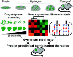 Graphical abstract: A biomaterial screening approach reveals microenvironmental mechanisms of drug resistance