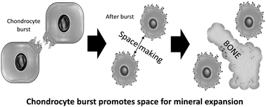 Graphical abstract: Chondrocyte burst promotes space for mineral expansion