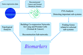 Graphical abstract: Exploring candidate biomarkers for lung and prostate cancers using gene expression and flux variability analysis