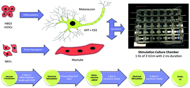 Graphical abstract: Bioreactor model of neuromuscular junction with electrical stimulation for pharmacological potency testing