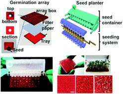 Graphical abstract: 3D-Printed seed planter and well array for high-throughput seed germination screening