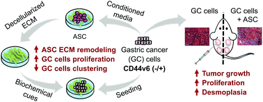 Graphical abstract: CD44v6 increases gastric cancer malignant phenotype by modulating adipose stromal cell-mediated ECM remodeling