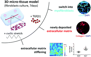 Graphical abstract: A three-dimensional in vitro dynamic micro-tissue model of cardiac scar formation