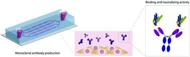 Graphical abstract: Production of monoclonal antibodies in microfluidic devices