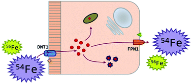 Graphical abstract: Natural Fe isotope fractionation in an intestinal Caco-2 cell line model
