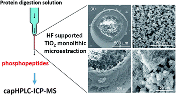 Graphical abstract: Hollow fiber supported TiO2 monolithic microextraction combined with capillary HPLC-ICP-MS for sensitive absolute quantification of phosphopeptides
