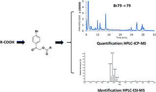 Graphical abstract: A pre-column derivatization method allowing quantitative metabolite profiling of carboxyl and phenolic hydroxyl group containing pharmaceuticals in human plasma via liquid chromatography-inductively coupled plasma-tandem mass spectrometry (LC-ICP-MS/MS)