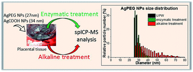 Graphical abstract: Comparison of the suitability of alkaline or enzymatic sample pre-treatment for characterization of silver nanoparticles in human tissue by single particle ICP-MS