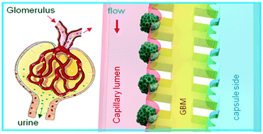 Graphical abstract: A disease model of diabetic nephropathy in a glomerulus-on-a-chip microdevice