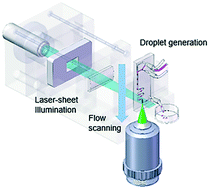 Graphical abstract: Droplet-based light-sheet fluorescence microscopy for high-throughput sample preparation, 3-D imaging and quantitative analysis on a chip