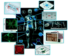 Graphical abstract: Tissue chips – innovative tools for drug development and disease modeling