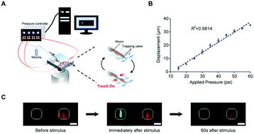Graphical abstract: Automated and controlled mechanical stimulation and functional imaging in vivo in C. elegans