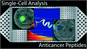 Graphical abstract: Characterisation of anticancer peptides at the single-cell level