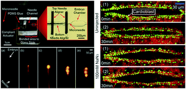Graphical abstract: A microfluidic microinjector for toxicological and developmental studies in Drosophila embryos