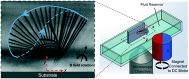 Graphical abstract: Asymmetric motion of magnetically actuated artificial cilia