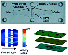 Graphical abstract: Microfluidic device for rapid digestion of tissues into cellular suspensions