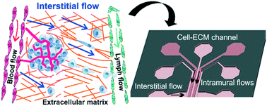 Graphical abstract: Microfluidic modeling of the biophysical microenvironment in tumor cell invasion