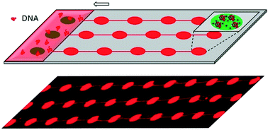 Graphical abstract: Chip-scale alignment of long DNA nanofibers on a patterned self-assembled monolayer