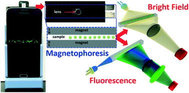 Graphical abstract: 3D-printed smartphone-based point of care tool for fluorescence- and magnetophoresis-based cytometry