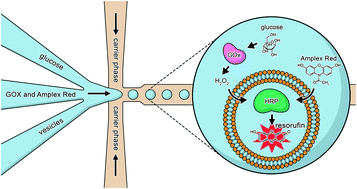 Graphical abstract: Multivesicular droplets: a cell model system to study compartmentalised biochemical reactions
