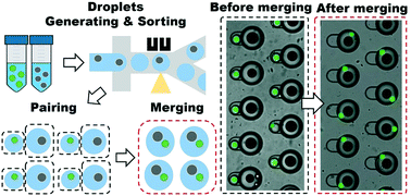 Graphical abstract: Deterministic droplet-based co-encapsulation and pairing of microparticles via active sorting and downstream merging