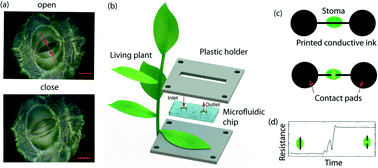 Graphical abstract: Persistent drought monitoring using a microfluidic-printed electro-mechanical sensor of stomata in planta