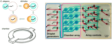 Graphical abstract: Droplet array for screening acute behaviour response to chemicals in Caenorhabditis elegans