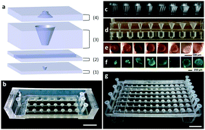 Graphical abstract: Multi-size spheroid formation using microfluidic funnels