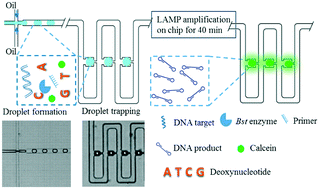 Graphical abstract: A microfluidic chip capable of generating and trapping emulsion droplets for digital loop-mediated isothermal amplification analysis