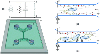 Graphical abstract: Microfluidic detection of movements of Escherichia coli for rapid antibiotic susceptibility testing