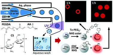 Graphical abstract: High-throughput double emulsion-based microfluidic production of hydrogel microspheres with tunable chemical functionalities toward biomolecular conjugation