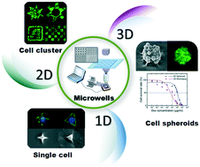 Graphical abstract: Mask-free fabrication of a versatile microwell chip for multidimensional cellular analysis and drug screening