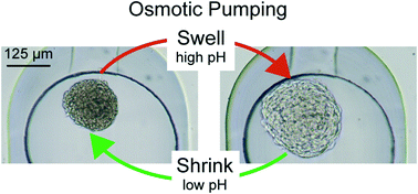 Graphical abstract: Rapid spheroid clearing on a microfluidic chip