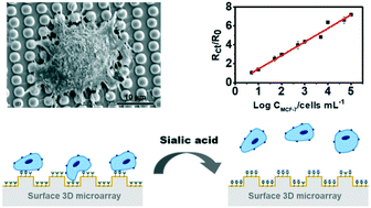 Graphical abstract: Electrochemical biosensor for cancer cell detection based on a surface 3D micro-array