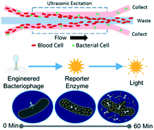 Graphical abstract: Acoustic separation in plastic microfluidics for rapid detection of bacteria in blood using engineered bacteriophage