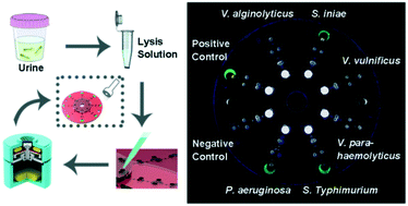 Graphical abstract: Hand-powered centrifugal microfluidic platform inspired by the spinning top for sample-to-answer diagnostics of nucleic acids