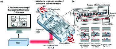 Graphical abstract: Rapid and label-free identification of single leukemia cells from blood in a high-density microfluidic trapping array by fluorescence lifetime imaging microscopy
