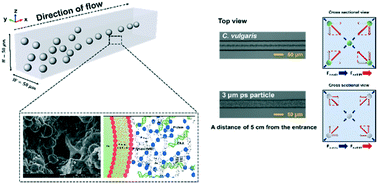 Graphical abstract: Focusing manipulation of microalgae in a microfluidic device using self-produced macromolecules