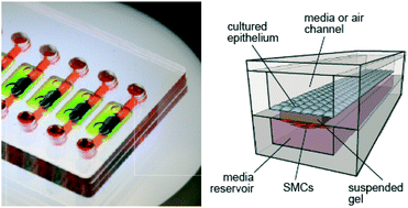 Graphical abstract: Microfluidic lung airway-on-a-chip with arrayable suspended gels for studying epithelial and smooth muscle cell interactions