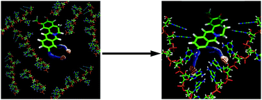 Graphical abstract: Small molecule induced poly(A) single strand to self-structure conformational switching: evidence for the prominent role of H-bonding interactions