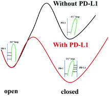 Graphical abstract: Molecular dynamics simulations elucidate conformational selection and induced fit mechanisms in the binding of PD-1 and PD-L1