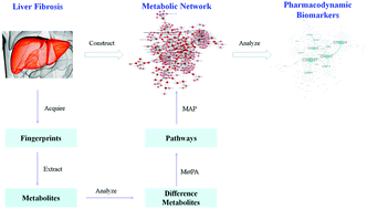 Graphical abstract: Metabolomics combined with pattern recognition and bioinformatics analysis methods for the development of pharmacodynamic biomarkers on liver fibrosis