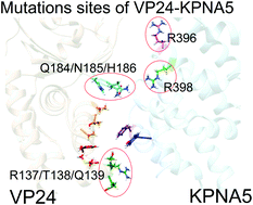 Graphical abstract: An all-atom molecular dynamics study of the anti-interferon signaling of Ebola virus: interaction mechanisms of EBOV VP24 binding to Karyopherin alpha5