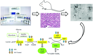 Graphical abstract: Proteomic analysis reveals Xuesaitong injection attenuates myocardial ischemia/reperfusion injury by elevating pyruvate dehydrogenase-mediated aerobic metabolism