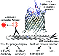 Graphical abstract: Dissecting binding of a β-barrel membrane protein by phage display